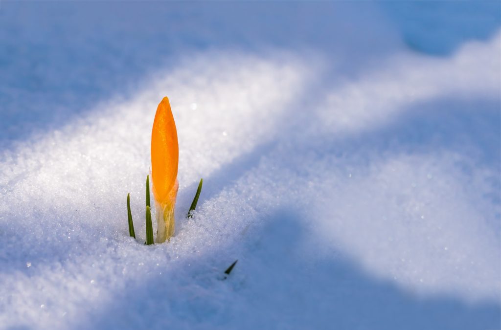 Ein gelber Krokus, der die Schneeoberfläche durchbrochen hat.